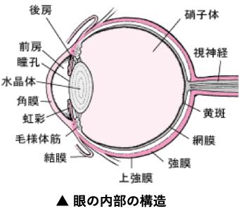 眼の内部の構造